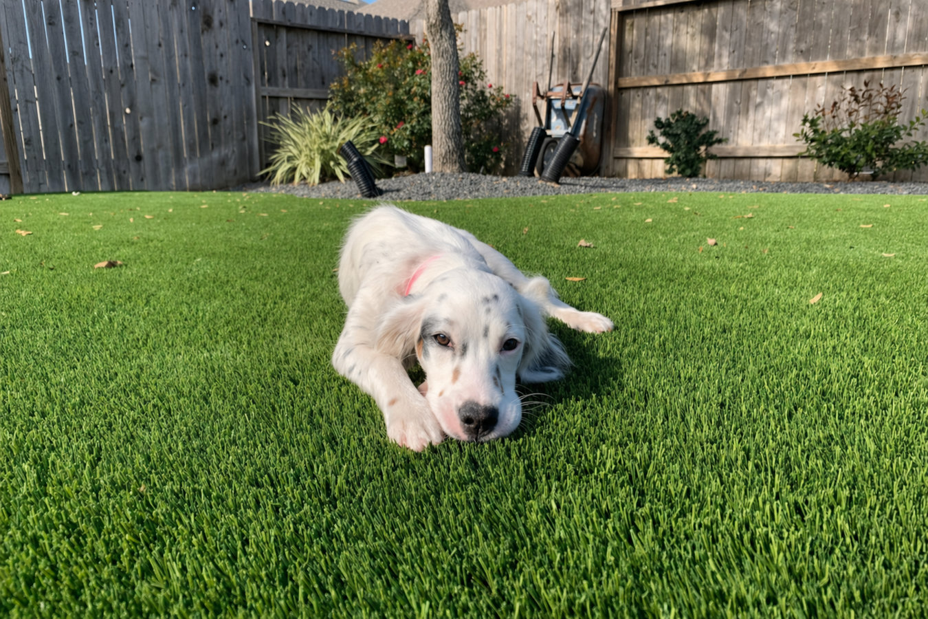 Pet-friendly turf in San Juan, TX